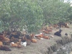 布局养殖基地逐步形成“种养加”循环的造林模式